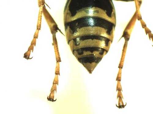 Polistes dominula