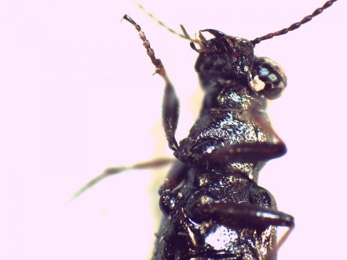 Réf. 133 889 : Elaphrus aureus