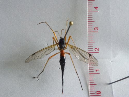 Tanyptera atrata