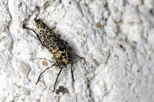 Erannis defoliaria