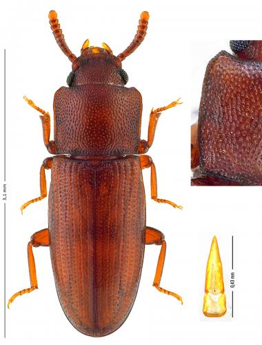 Palorus depressus