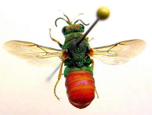 Réf. 133 301 : Parnopes grandior