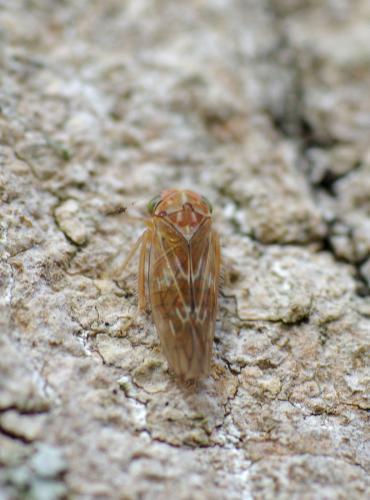 Réf. 133 362 : Tremulicerus tremulae