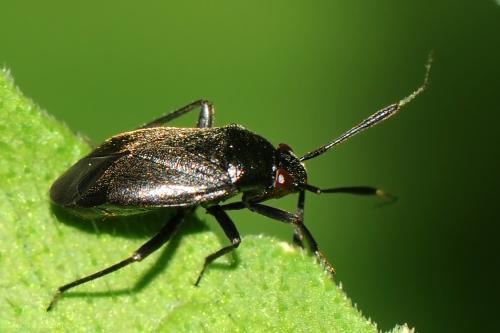 Réf. 133 194 : Capsus ater
