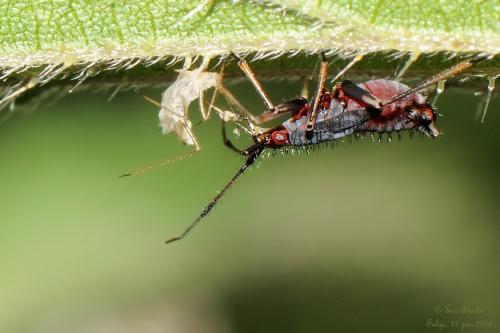Réf. 133 197 : Deraeocoris ruber