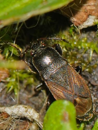 Réf. 133 198 : Megalonotus sp.
