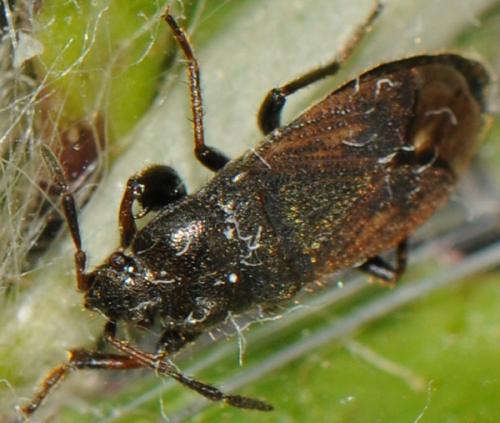 Megalonotus sp.