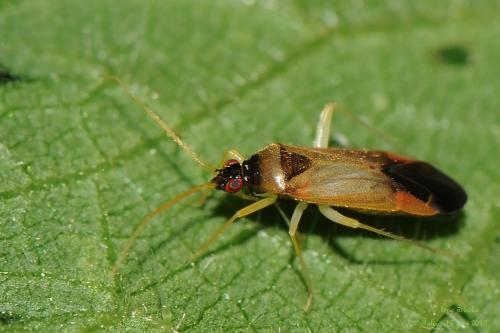 Phylus coryli