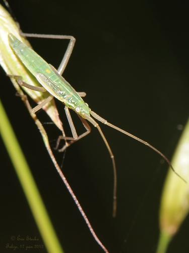 Réf. 133 202 : Megaloceroea recticornis