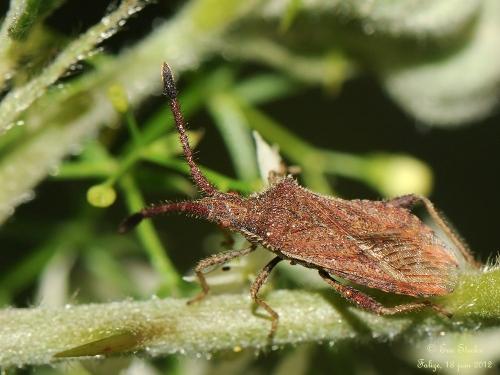 Coriomeris affinis