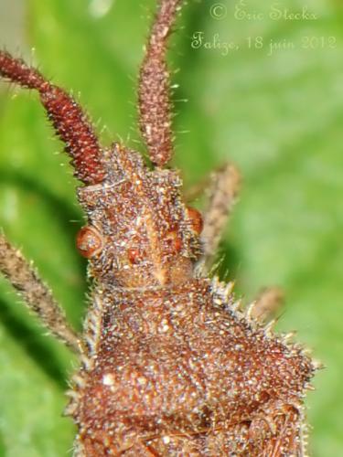 Coriomeris affinis