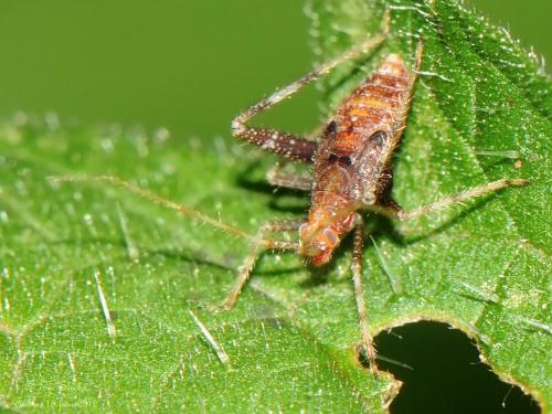 Réf. 133 290 : Phytocoris sp.