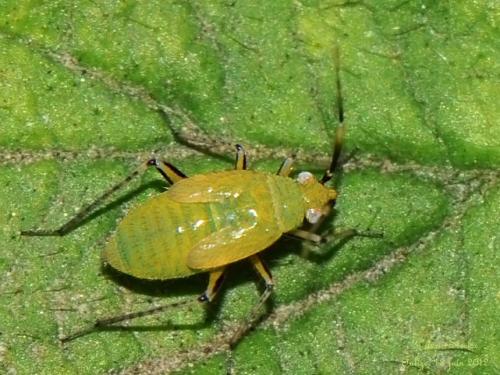 Réf. 133 291 : Plagiognathus arbustorum