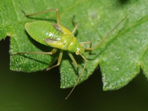 Réf. 133 035 : Calocoris affinis