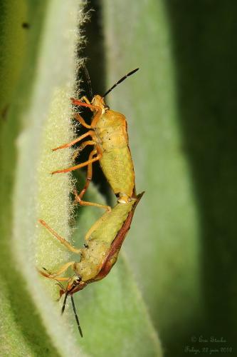 Carpocoris purpureipennis