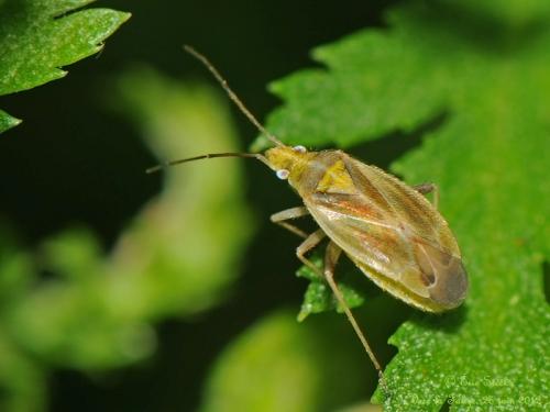 Amblytylus nasutus