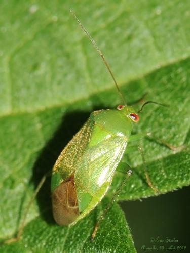 Réf. 133 129 : Apolygus spinolae