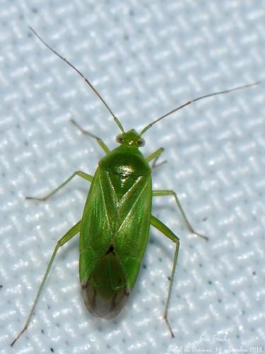 Réf. 133 078 : Lygocoris pabulinus