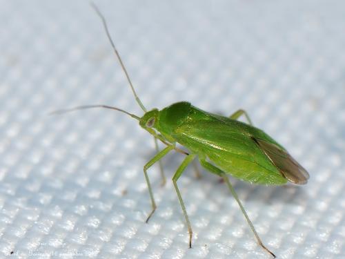 Réf. 133 079 : Lygocoris pabulinus