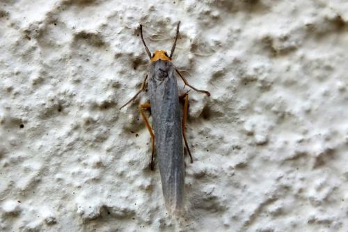 Eilema sp.