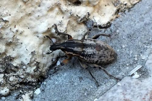 Pseudocleonus cinereus