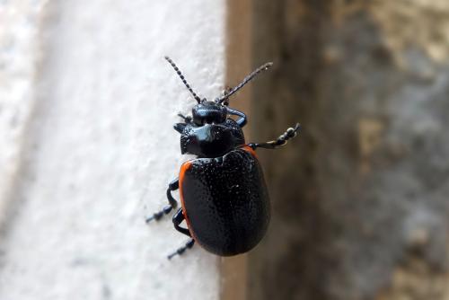 Chrysolina sp.