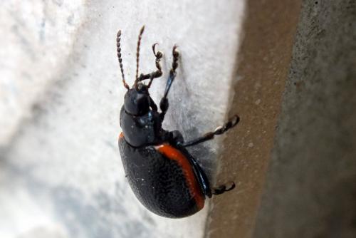 Chrysolina sp.