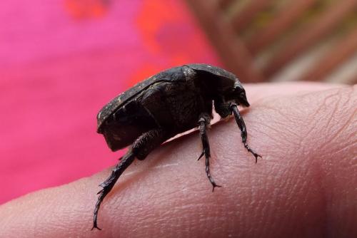 Netocia morio