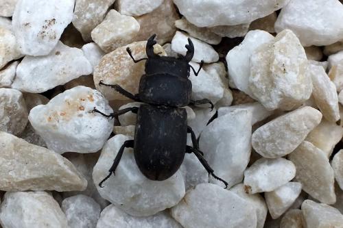 Réf. 133 939 : Dorcus parallelipipedus