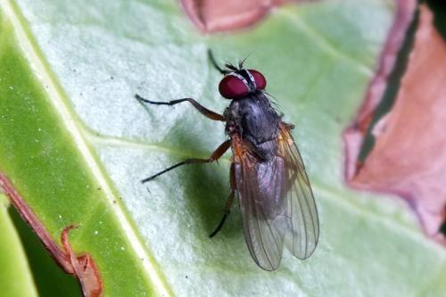 Fannia lustrator