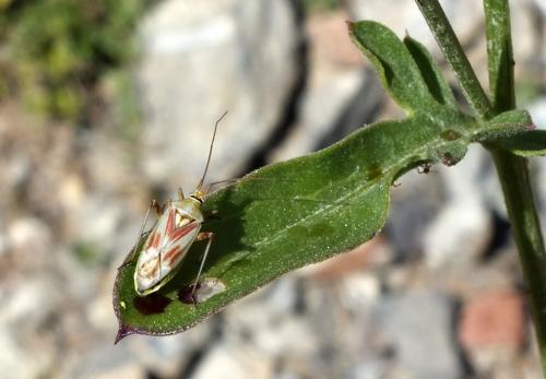 Réf. 133 356 : Calocoris roseomaculatus