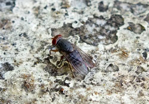 Prosopomyia pallida