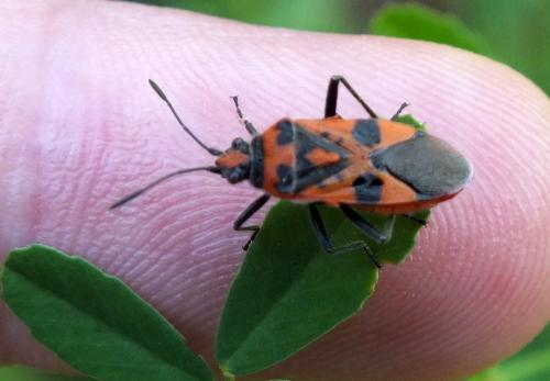 Réf. 133 495 : Corizus hyoscyami