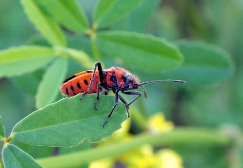 Corizus hyoscyami hyoscyami
