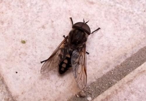 Tabanus rectus