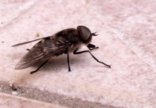Tabanus rectus