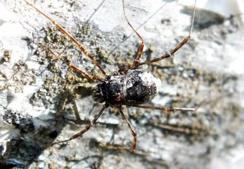 Réf. 133 092 : Megabunus vignai