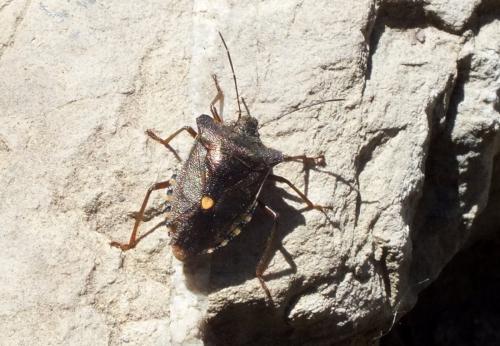 Pentatoma rufipes