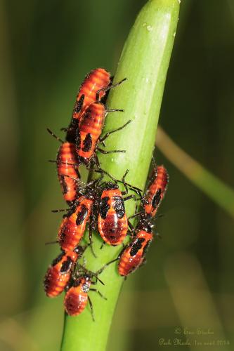 Tropidothorax leucopterus