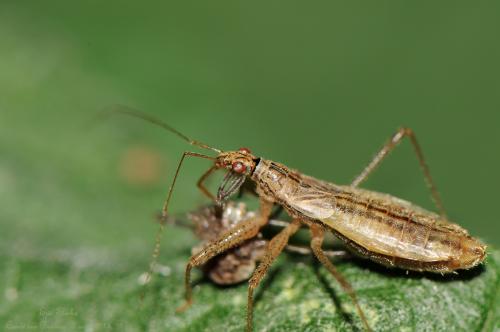 Réf. 133 103 : Nabis limbatus