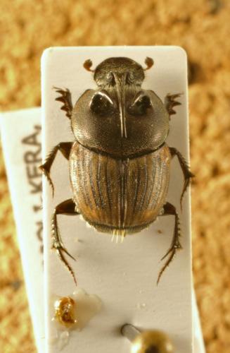 Onthophagus triacanthus