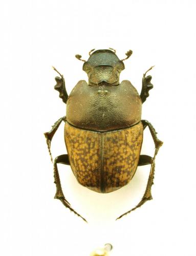 Phalops djuricus