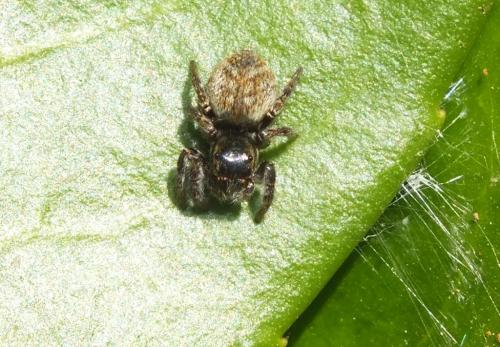 Carrhotus xanthogramma