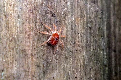 Erythracarus epigeus