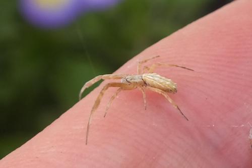 Uloborus walckenaerius