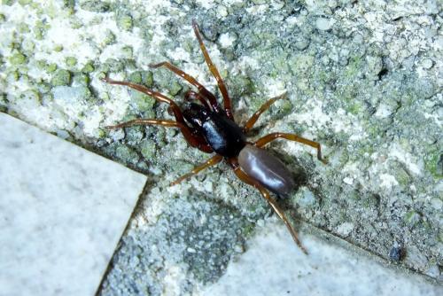 Réf. 133 568 : Dysdera sp.
