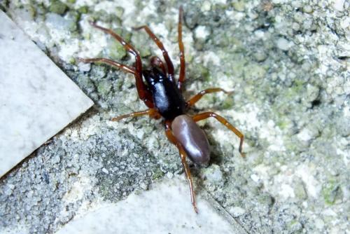 Dysdera sp.