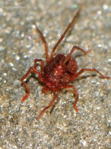 Charletonia cardinalis