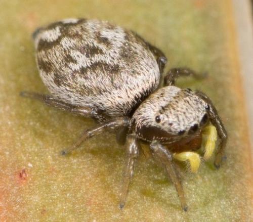 Réf. 133 094 : Heliophanus sp.
