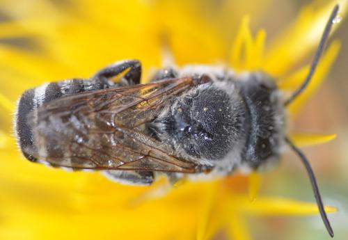 Réf. 133 185 : Megachile sp.